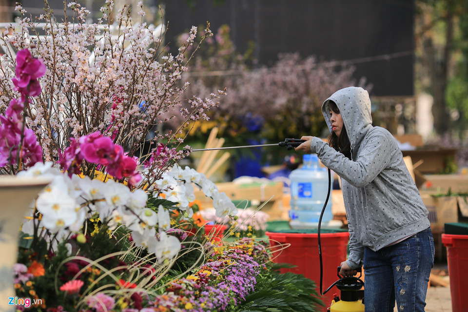 Hoa anh đào được bảo quản lạnh 10 độ C chờ ngày hội
